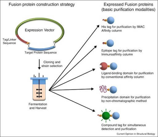 Protein Purification: Design and Scale up of Downstream Processing